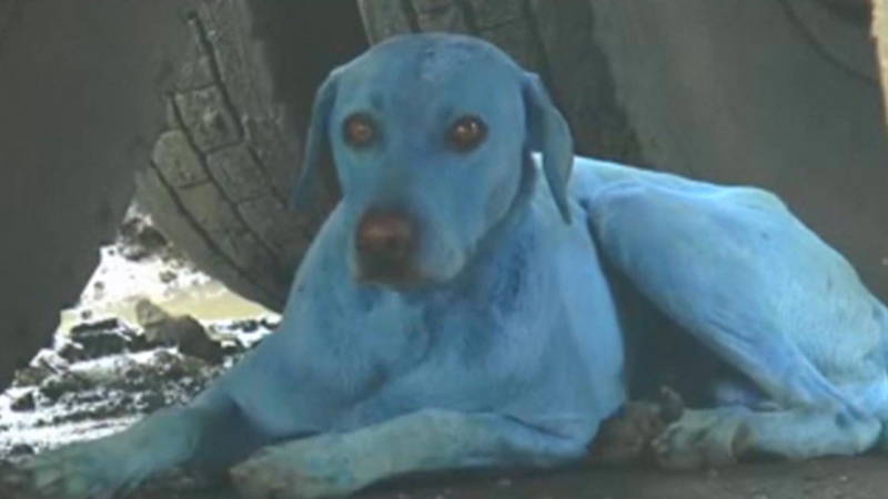 blauwe hond zonder staart